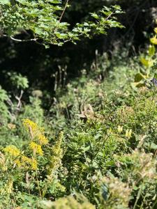 IMG-20250810-WA0067